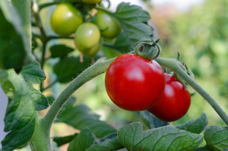 Pěstování rajčat a paprik v nádobách