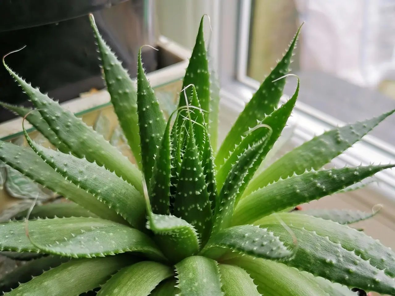 Jak pěstovat Aloe vera