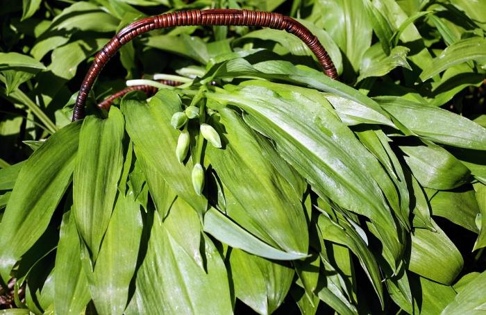 Sběr medvědího česneku Sběr medvědího česneku