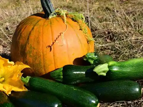Dýňovo-cuketové ragú