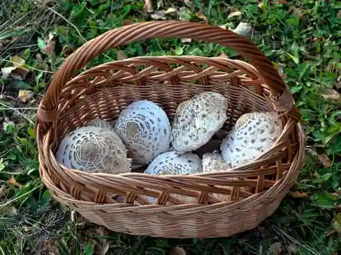 Houbová pochoutka z bedel