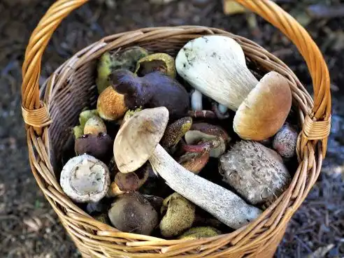 Houbový guláš s paprikou a rajčetem