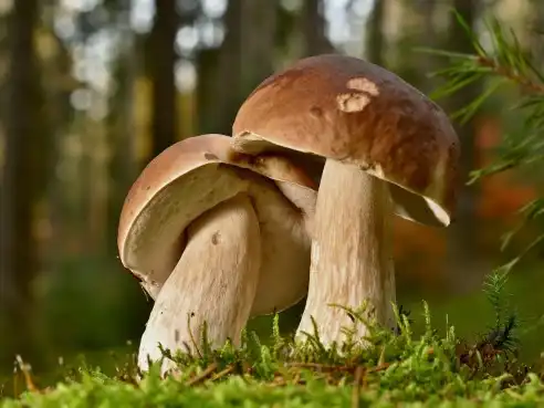 Hříbkový guláš s klobásou